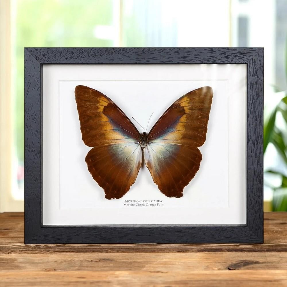 10" x 8" Morpho Cisseis Orange Form Butterfly (Morpho cisseis gahua) in Box Frame: 10" x 8" Morpho Cisseis Orange Form Butterfly (Morpho cisseis gahua) in Box Frame The Morpho Cisseis Orange Form Butterfly (Morpho cisseis gahua) is strikingly displayed in a handcrafted woode