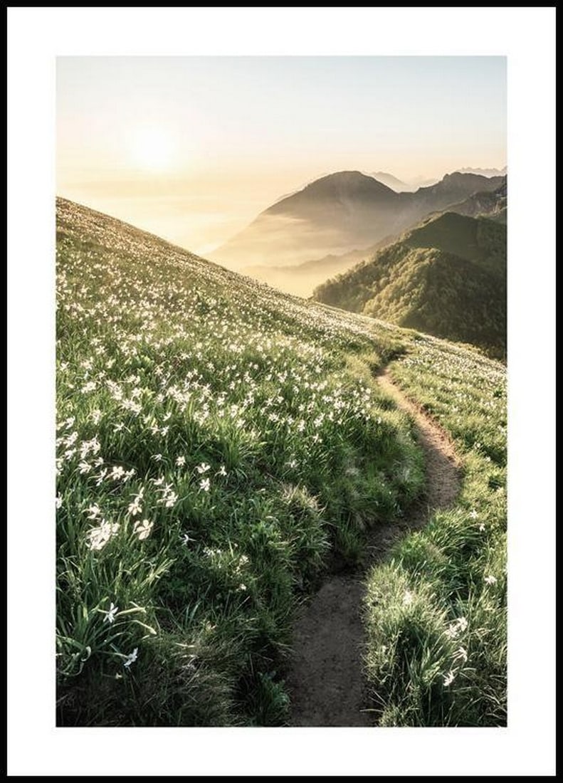 Nature Path At Sunset Poster: Nature Path At Sunset Poster A beautiful nature poster of a path that leads along a mountain through a green meadow with white flowers. Feel the sunrays on your skin and breathe the mountain air. The
