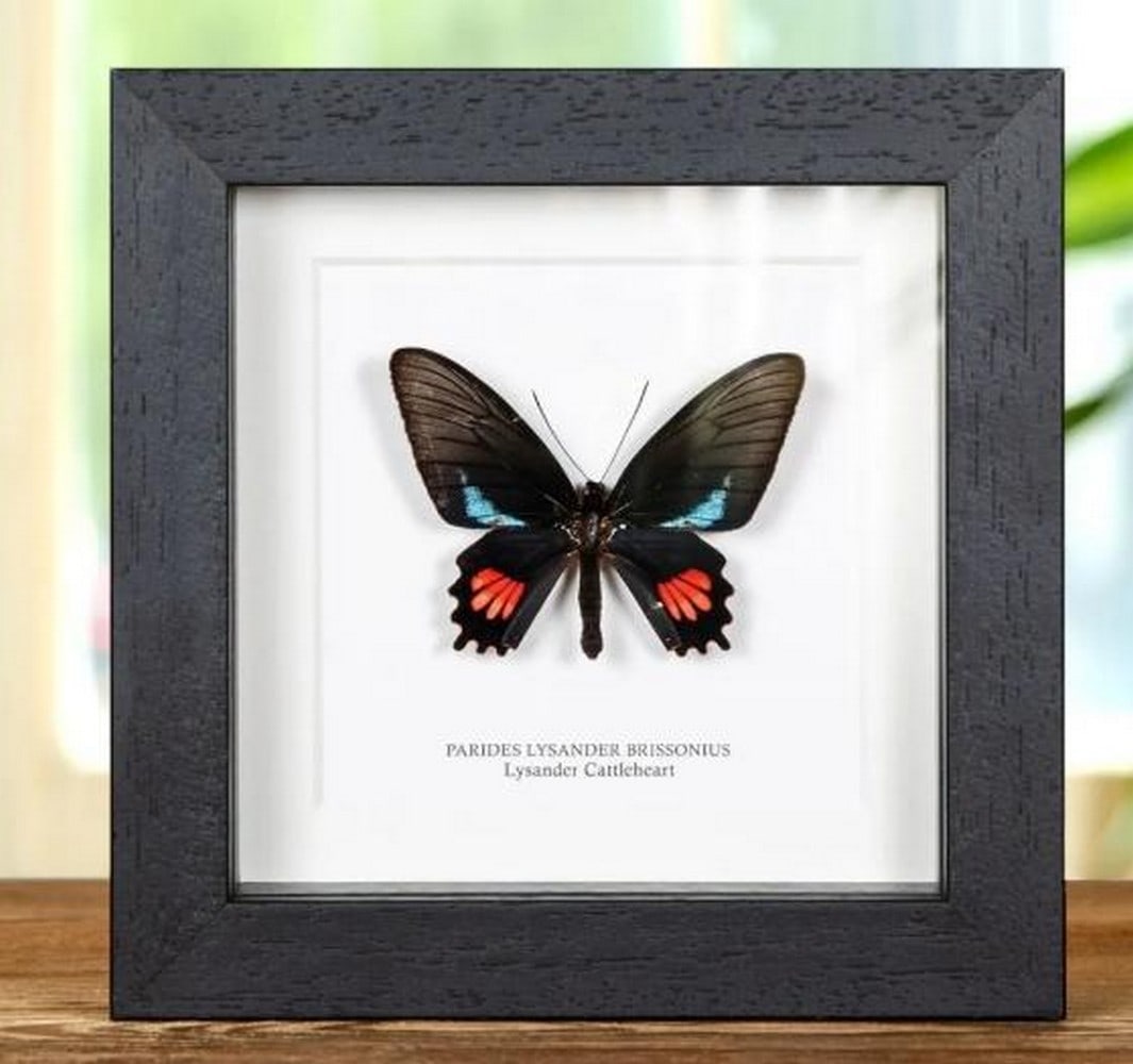 6" x 6" Framed Lysander Cattleheart - Parides Lysander Brissonius: 6" x 6" Framed Lysander Cattleheart - Parides Lysander Brissonius A Lysander Cattleheart in a handmade wooden frame mounted on high-quality acid-free conservation board. The Latin and common n