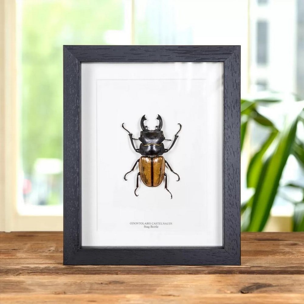 9" x 7" (Odontolabis Castelnaudi) Stag Taxidermy Beetle in Wooden Frame: 9" x 7" (Odontolabis Castelnaudi) Stag Taxidermy Beetle in Wooden Frame Introducing our magnificent Large Odontolabis castelnaudi, elegantly displayed in a handcrafted wooden frame and mounted