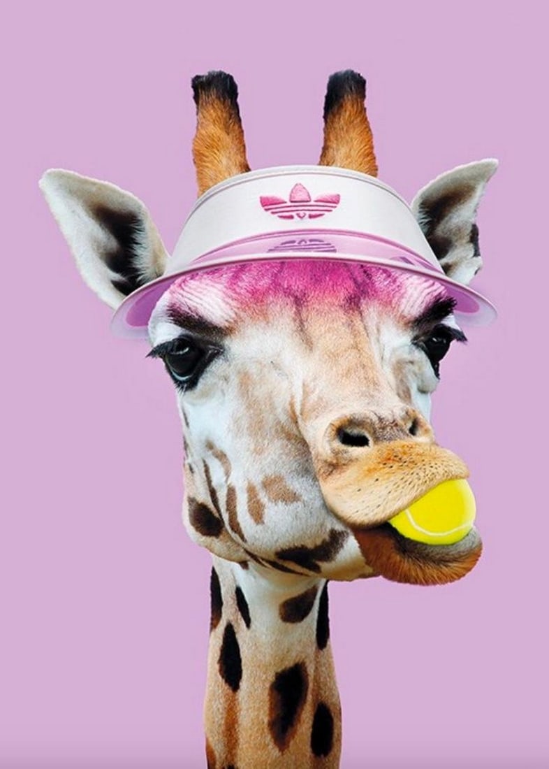 Ready For Tennis Giraffe Poster: Ready For Tennis Giraffe Poster Adorable giraffe has on a pink visor with the yellow tennis ball in its mouth, ready for the game. Dimensions: 20" x 28" View Photos For Further Details