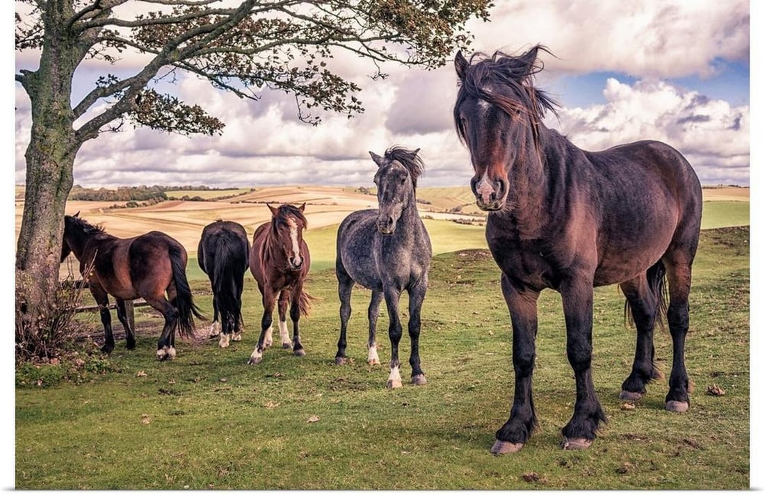 Wild Ponies Wall Art Print by Tim Kahane: Wild Ponies Wall Art Print by Tim Kahane Five wild ponies on Cissbury Ring on the South Downs with rolling hillside and agricultural land. Tim Kahane Tim's affinity with the outdoors and a passio