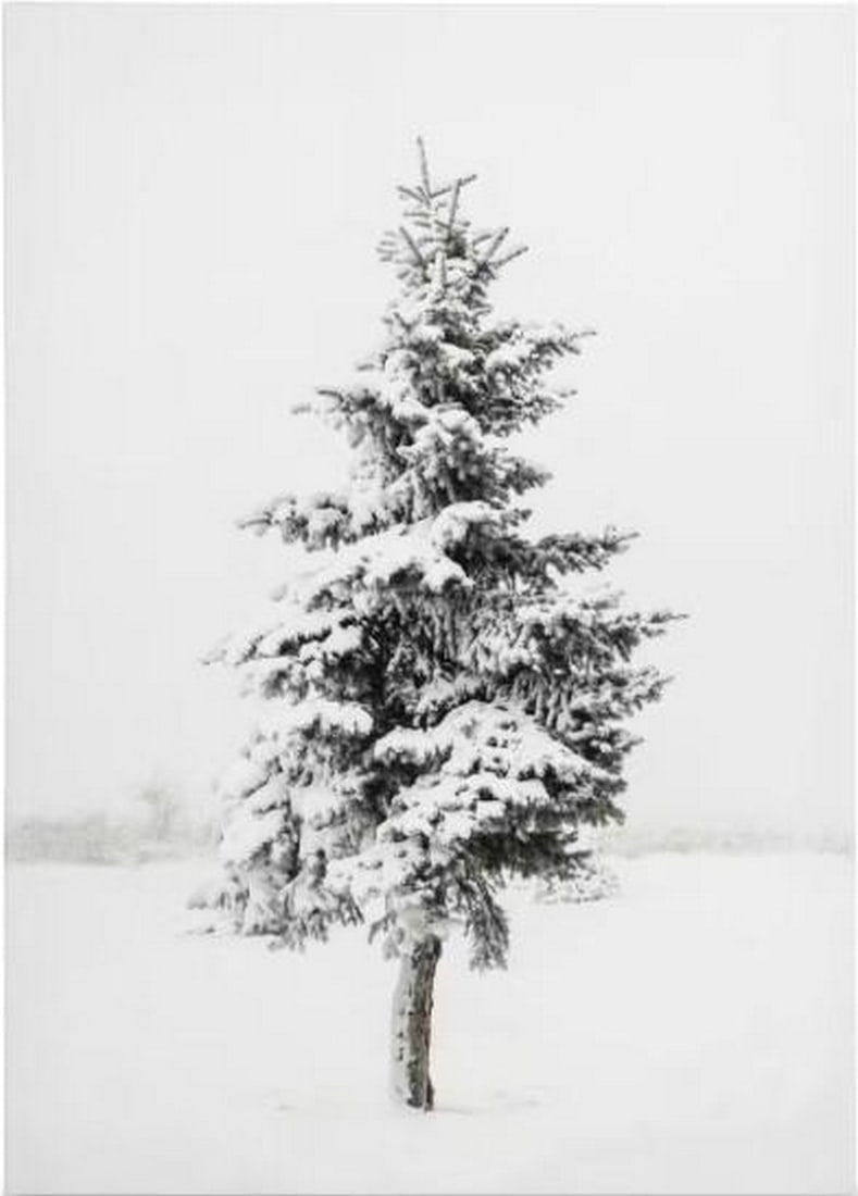 Snowy Evergreen Canvas Print: Snowy Evergreen Canvas Print An artwork showing a snow-covered spruce tree against a plain white background. The scene is simple and minimal, highlighting the form of the tree and the quiet of winter