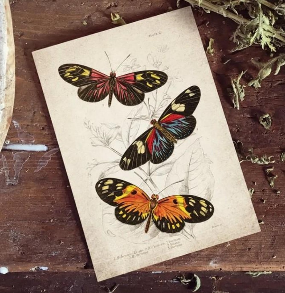 Vintage Entomology Print of Heliconius erato (1835 Giclée Reproduction): Vintage Entomology Print of Heliconius erato (1835 Giclée Reproduction) This vintage-style giclée print features Heliconius erato, also known as the red postman butterfly, from a beautifully detail