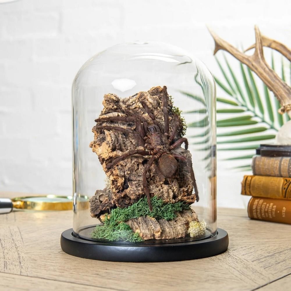 Cyriopagopus minax – Black Thailand Tarantula in Glass Dome: Cyriopagopus minax – Black Thailand Tarantula in Glass Dome A stunning Giant Forest Scorpion is showcased on a natural wood mount, enclosed within a handcrafted glass dome featuring your choice