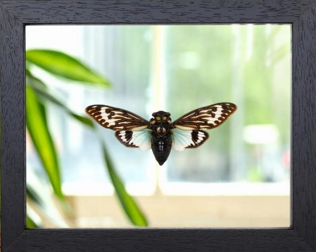 Winged Azure Dream: Winged Azure Dream The Blue Cicada is a rare and mesmerizing insect, adorned in iridescent shades of sapphire, turquoise, or electric blue that shimmer in natural light. Its glassy wings, laced