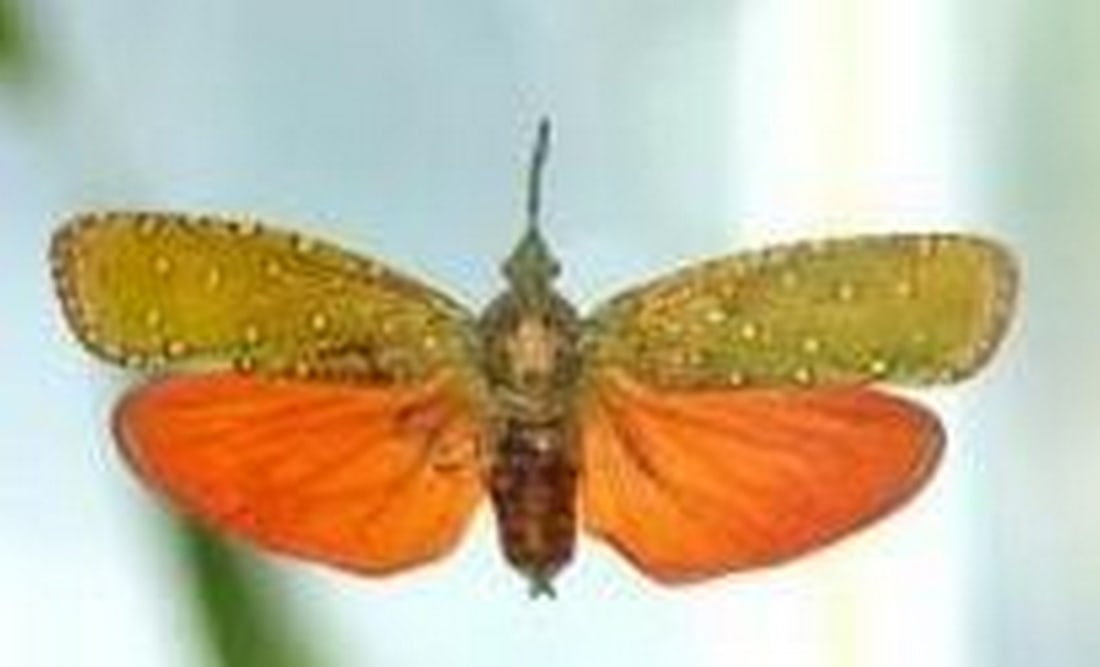 Firecrest Lanternfly - 2