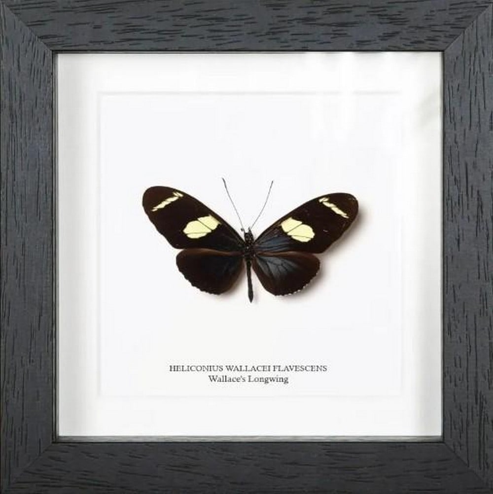 Rainforest Muse Wallace’s Longwing Butterfly: Rainforest Muse Wallace’s Longwing Butterfly Wallace’s Longwing (heliconius wallace flavescens) is a graceful tropical butterfly named after the famed naturalist Alfred Russel Wallace. Native