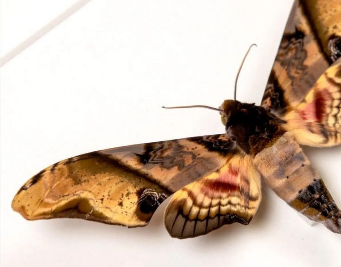 Framed Mango Hawk Moth - 2