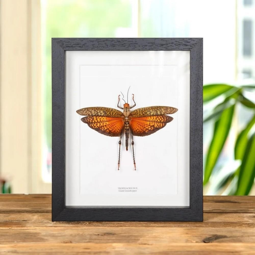 10" x 8" Tropidacris dux (Giant Grasshopper) in Wooden Box Frame: 10" x 8" Tropidacris dux (Giant Grasshopper) in Wooden Box Frame A large red Giant Grasshopper displayed in a handcrafted wooden box frame, mounted on high-quality acid-free conservation