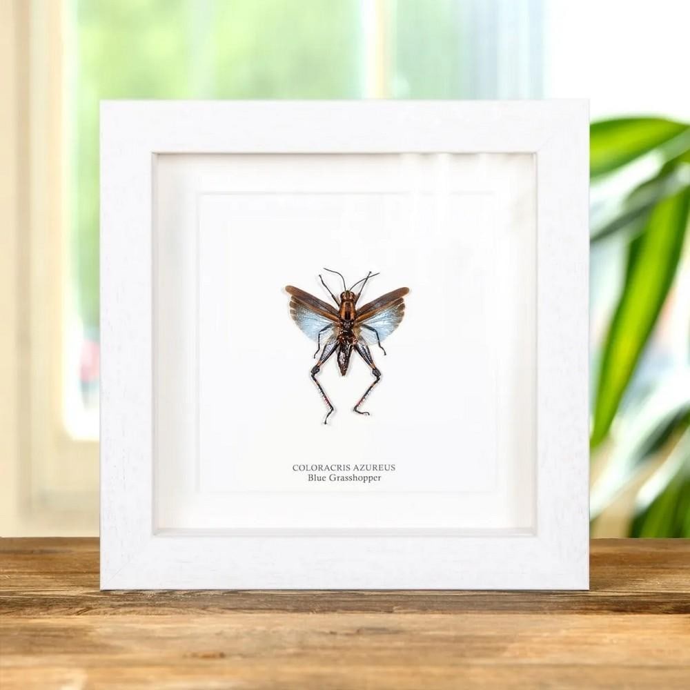6" x 6" Framed Blue Short-Horned Grasshopper (Coloracris azureus): 6" x 6" Framed Blue Short-Horned Grasshopper (Coloracris azureus) A Blue Short-Horned Grasshopper displayed in a handcrafted wooden frame, mounted on high-quality, acid-free conservation