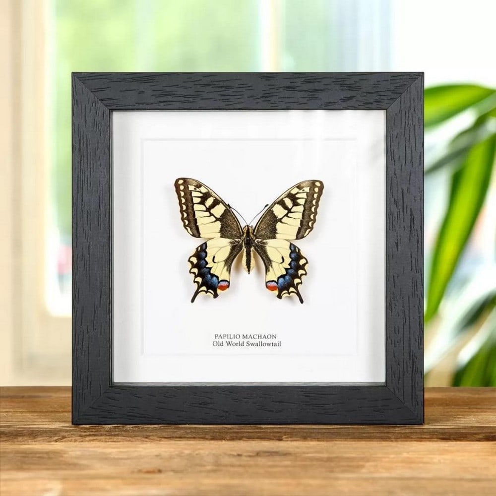 6" x 6" Male "Old World Swallowtail" -Papilio Machaon (1 of 2)