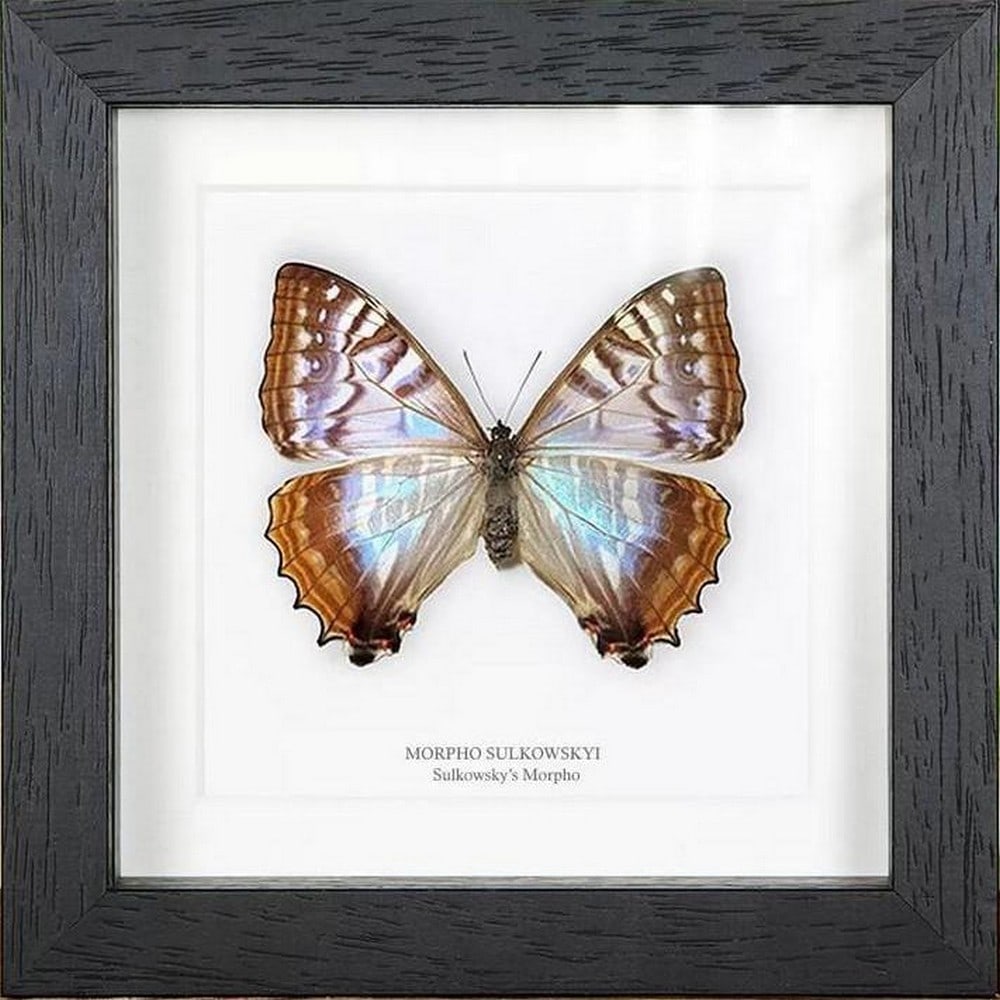 6" x 6" AAA+ Male Sulkowsky's Morpho Butterfly - Morpho Sulkowskyi: 6" x 6" AAA+ Male Sulkowsky's Morpho Butterfly - Morpho Sulkowskyi A beautiful Sulkowsky's Morpho butterfly in a handmade wooden frame mounted on high-quality acid-free conservatio