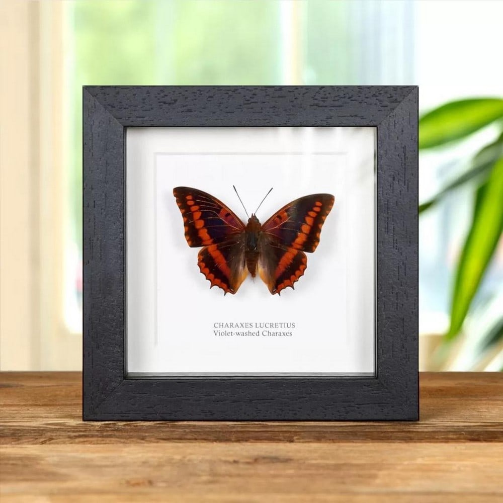 5" x 5" Male Violet-Washed Charaxes - Charaxes Lucretius (1 of 2)