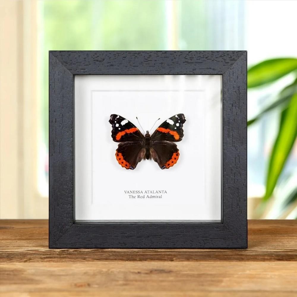 5" x 5" Red Admiral Butterfly (Vanessa atalanta) in Box Frame (1 of 2)
