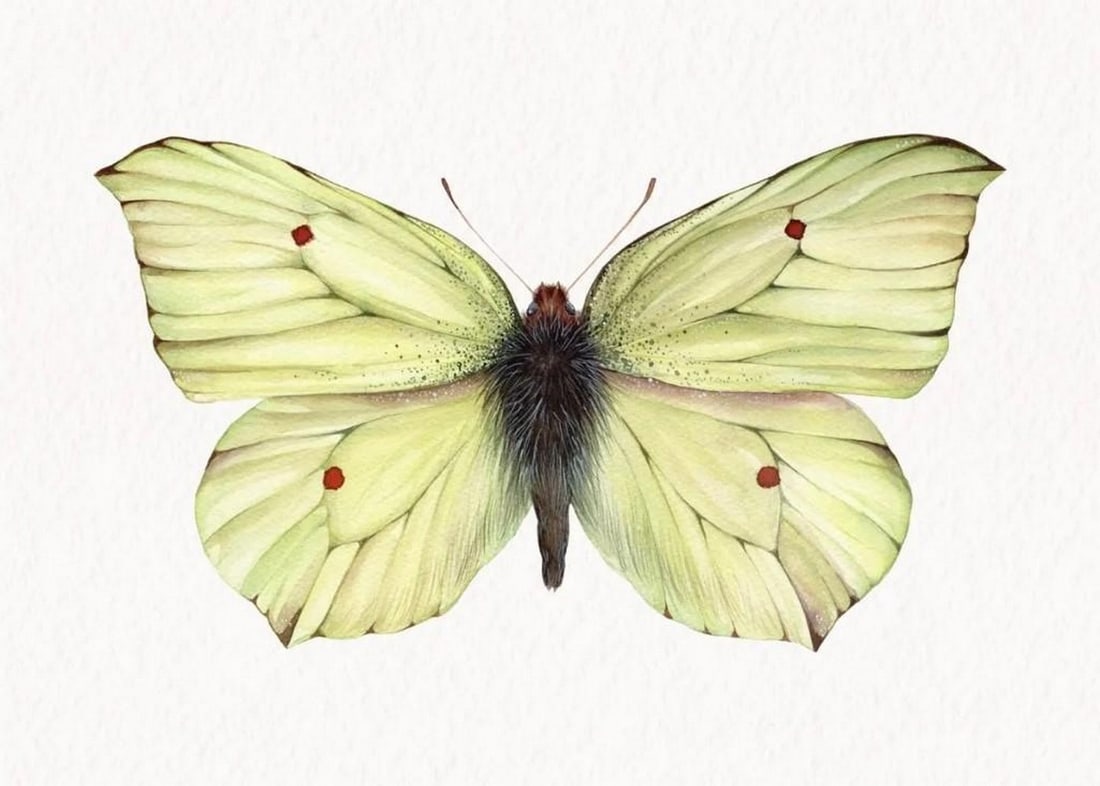 Common Brimstone Butterfly (Gonepteryx rhamni ) Watercolor Reproduction Print (1 of 1)