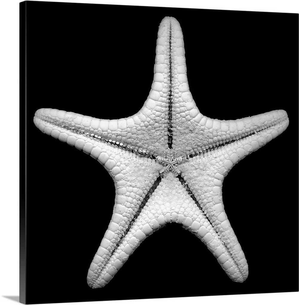 "Knobby Starfish" Canvas Reproduction by Jonathan Shuff: "Knobby Starfish" Canvas Reproduction by Jonathan Shuff Photo art of a detailed up close shot of a star fish on a solid background. About the Artist: Jonathan Shuff is a fine art photographer