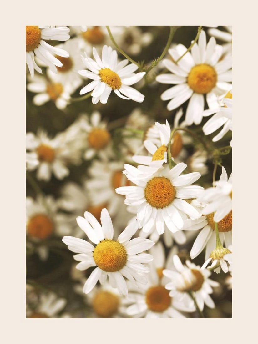 Sunny Daisies Print Poster (1 of 1)