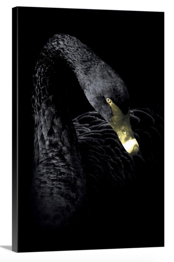 Dark Night Swan Canvas Production: Dark Night Swan Canvas Production Artist Wouter Rikken’s artwork can be described as imaginative and unique. Influenced by everything that surrounds him, each photo tells a unique story with illumin