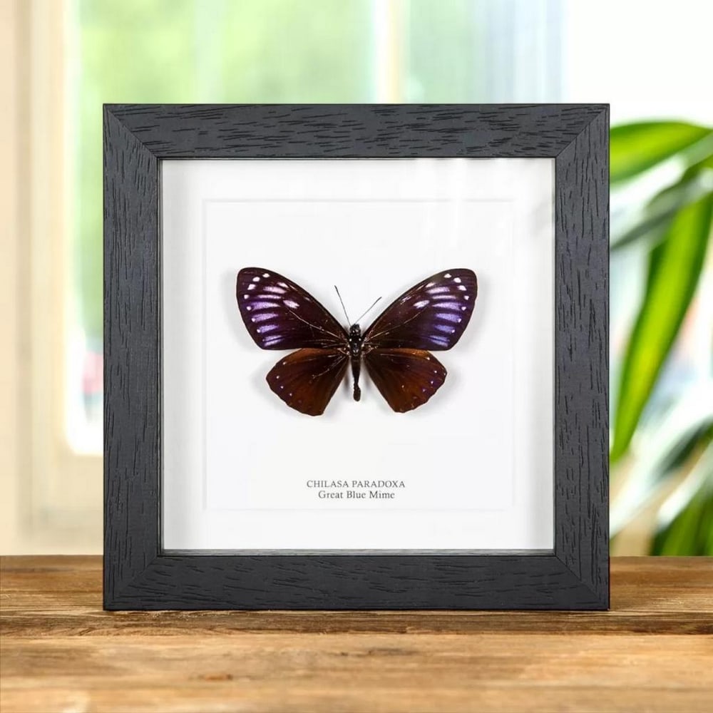 6" x 6" Framed Male Rare Great Blue Mime - Papilio Paradoxa: 6" x 6" Framed Male Rare Great Blue Mime - Papilio Paradoxa A Papilio paradoxa in a handmade wooden frame mounted on high-quality acid-free conservation board. The Latin and common names are p