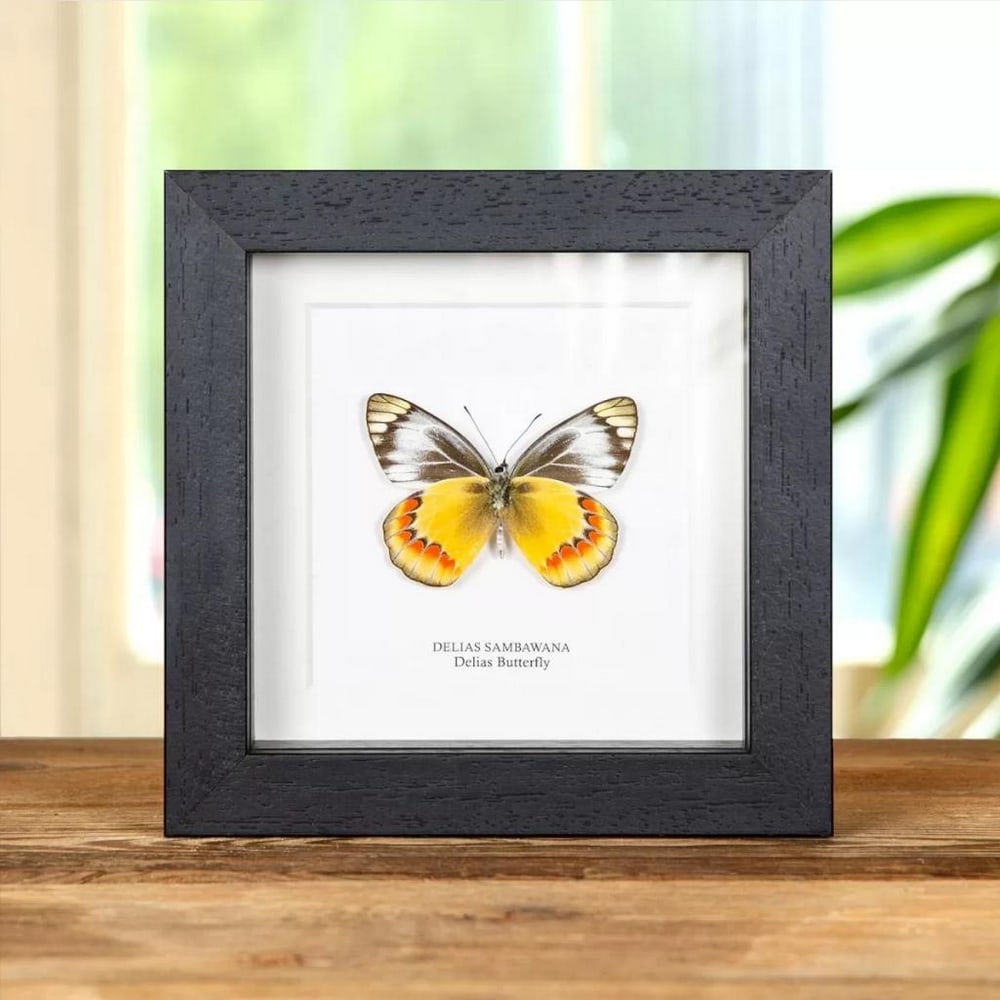 5" x 5" Framed Male Delias Butterfly - Delias Sambawana: 5" x 5" Framed Male Delias Butterfly - Delias Sambawan A stunning Delias Butterfly in a handmade wooden frame mounted on high-quality acid-free conservation board. The Latin and region names a