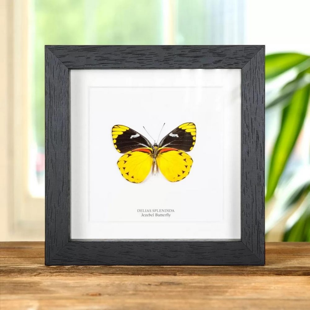 6" x 6" Framed Male Jezebel Butterfly - Delias Splendida: 6" x 6" Framed Male Jezebel Butterfly - Delias Splendida A stunning Jezebel butterfly in a handmade wooden frame mounted on high-quality acid-free conservation board. The Latin and region name