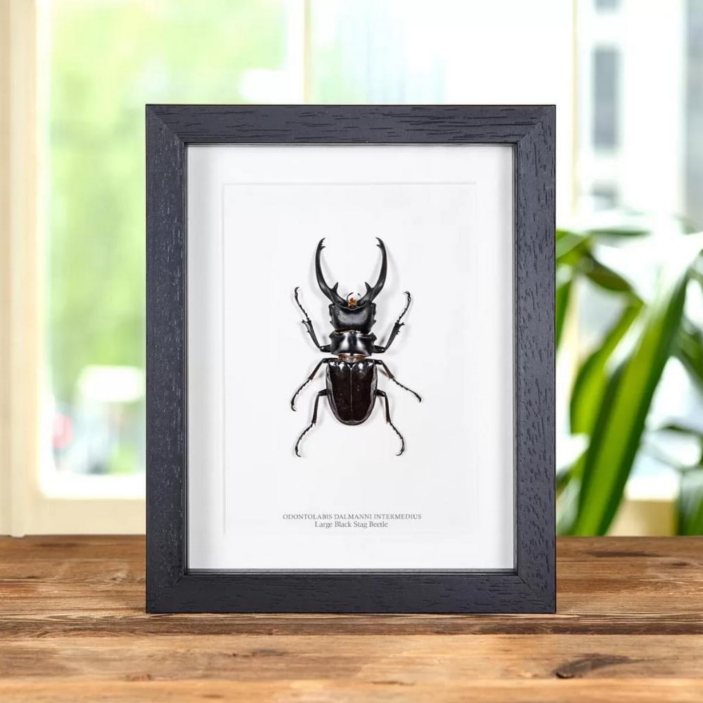 9" x 7" - Framed Odontolabis dalmanni intermedius Large Black Stag Beetle: 9" x 7" - Framed Odontolabis dalmanni intermedius Large Black Stag Beetle A Odontolabis dalmanni intermedius in a handmade wooden frame mounted on high-quality acid-free conservation board. Th
