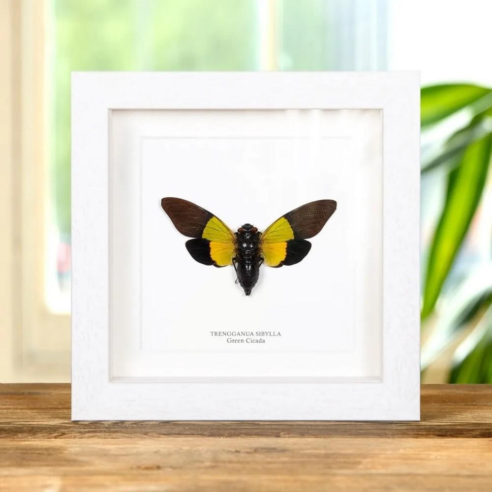 6" x 6" Framed Green Cicada (Trengganua sibylla): 6" x 6" Framed Green Cicada (Trengganua sibylla) A beautiful blue Trengganua sibylla, belonging to the Cicadidae superfamily, showcased in a handcrafted deep wooden frame and mounted on high-q