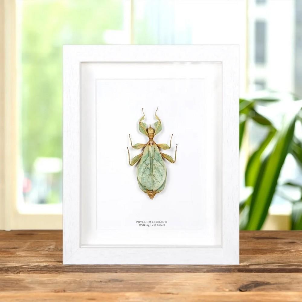 9" x 7" Framed Walking Leaf Insect (Phyllium letiranti) (1 of 2)