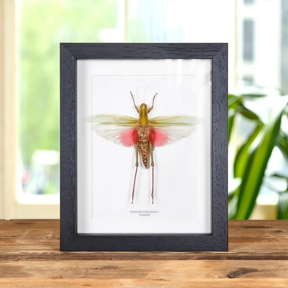 7" x 9" Female Chondracris Rosea (Pink Grasshopper) in Wooden Box Frame from Thailand: 7" x 9" Female Chondracris Rosea (Pink Grasshopper) in Wooden Box Frame from Thailand A stunning female Chondracris rosea, part of the Orthoptera superfamily, displayed in a handcrafted deep
