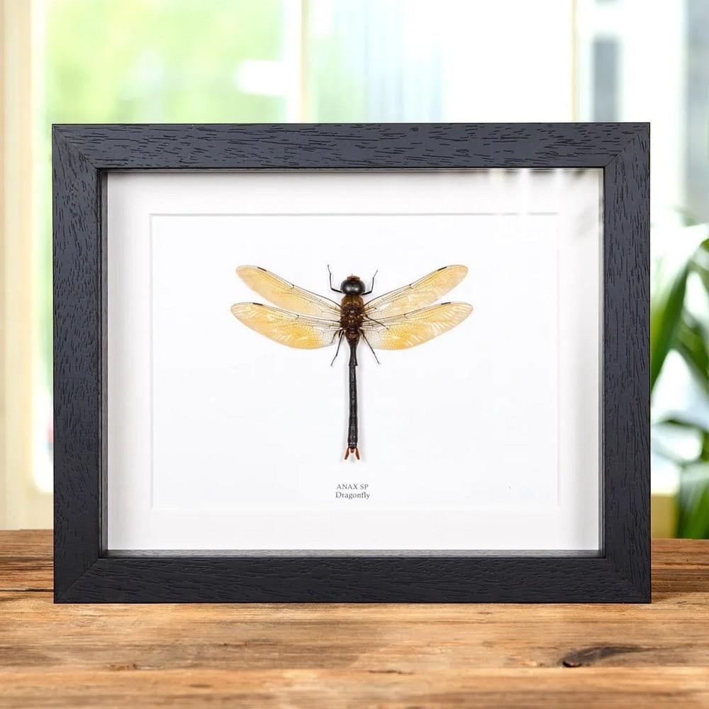 9" x 7" Dragonfly (Anax sp.) in Display Frame: 9" x 7" Dragonfly (Anax sp.) in Display Frame An impressive dragonfly, elegantly displayed in a handmade wooden frame and mounted on high-quality, acid-free conservation board. The Latin and