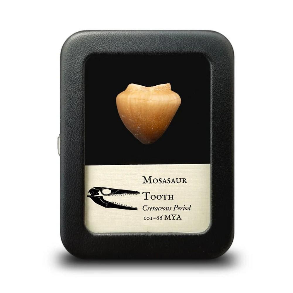 Globidens Mosasaur Fossil Tooth: Globidens Mosasaur Fossil Tooth The term "mosasaur" refers to a group of at least 40 genera of extinct marine reptiles that lived around 70 million years ago during the Late Cretaceous