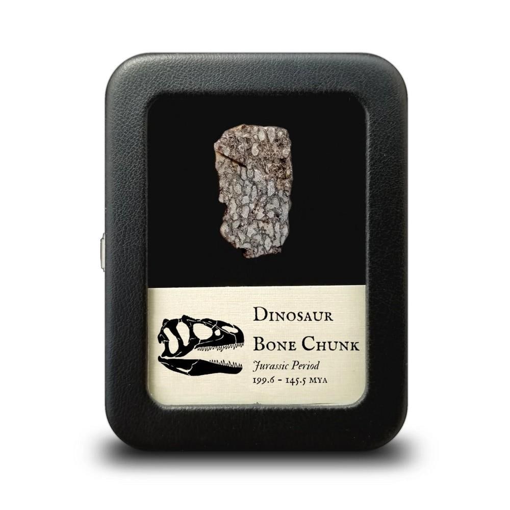 Chunk of Dinosaur Bone (1 of 1)