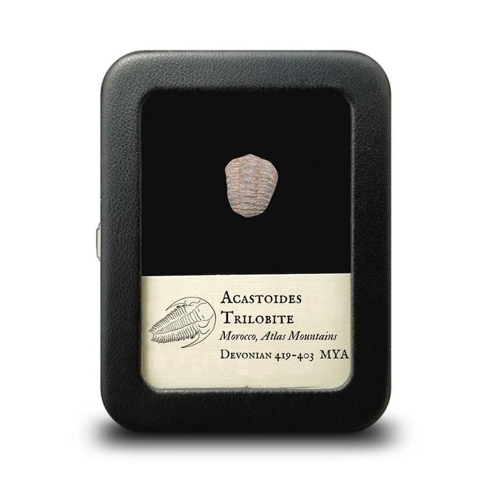 Acastoides Trilobite Fossil (1 of 1)