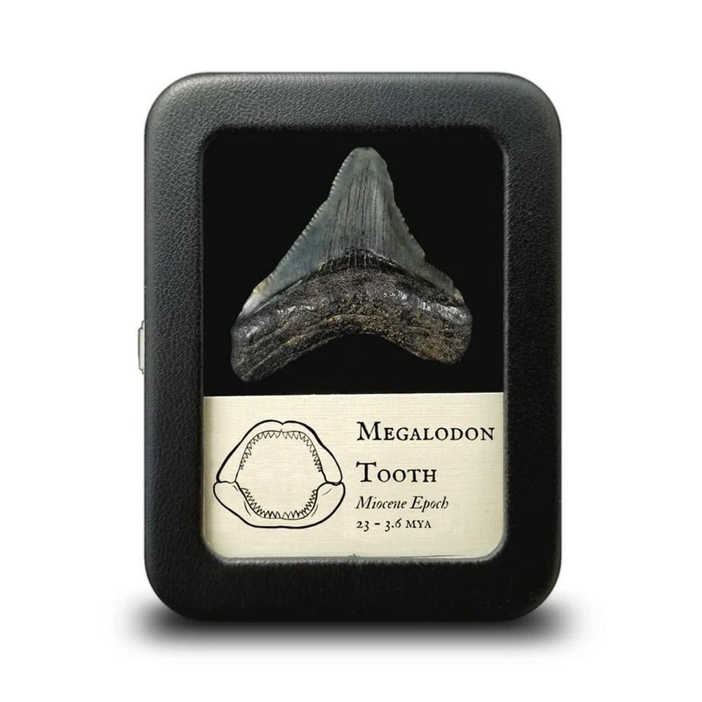 Megalodon Shark Tooth Fossil (1 of 1)