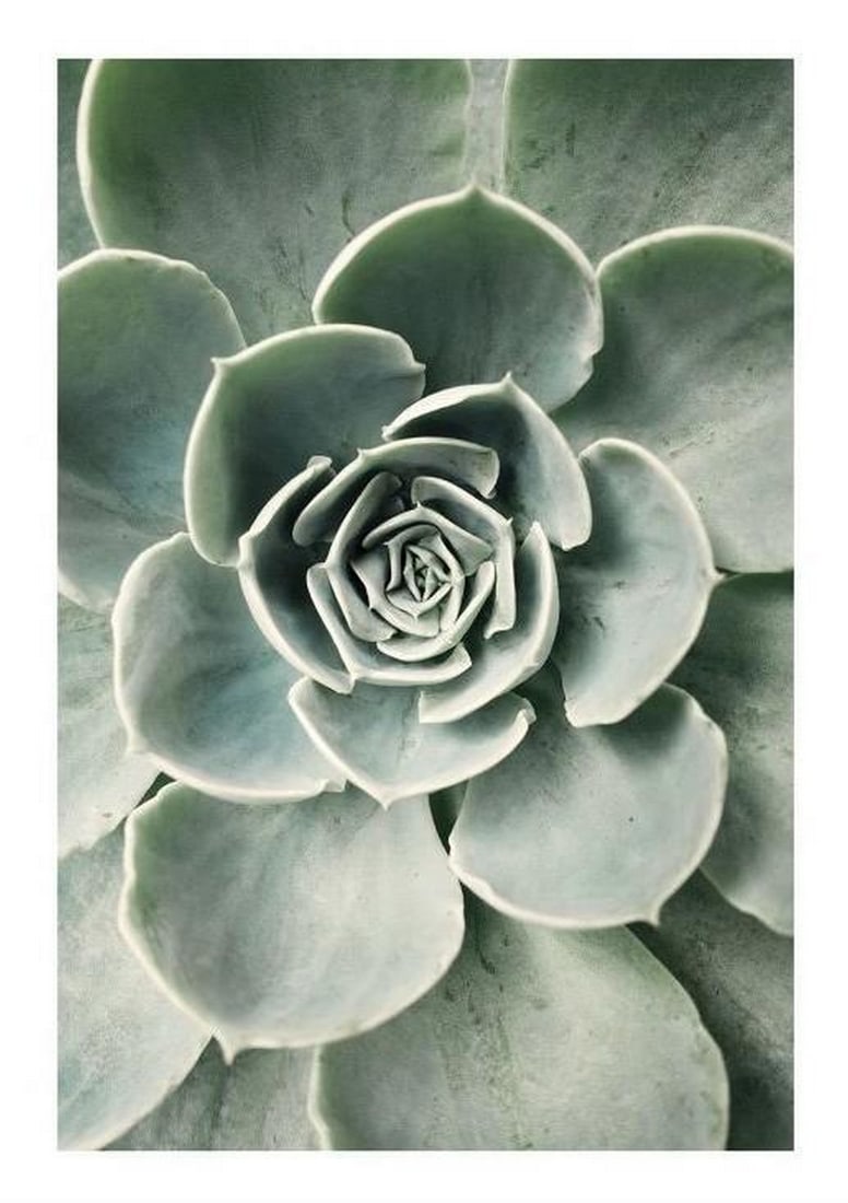 Cactus Blossom (1 of 1)