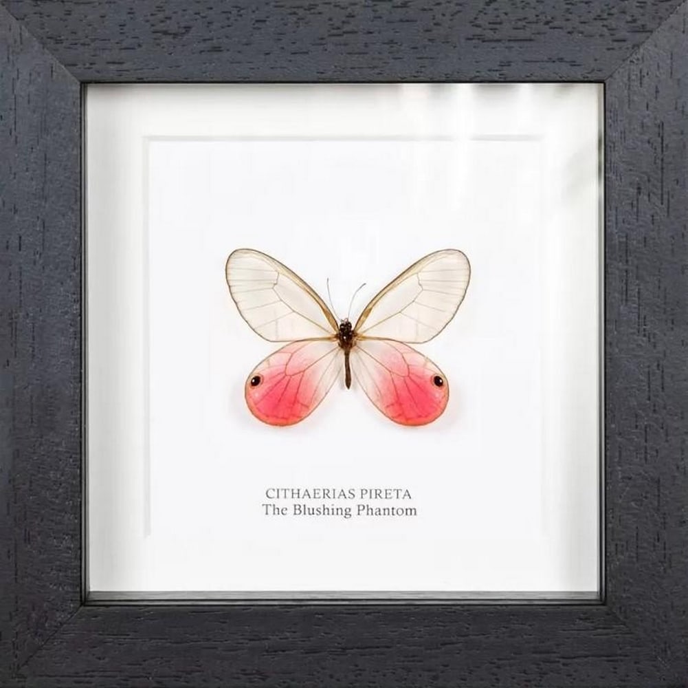 Framed Blushing Phantom Butterfly: Framed Blushing Phantom Butterfly Presented in a handmade wooden frame mounted on high-quality acid-free conservation board. The Latin and common names are printed underneath the specimen. The