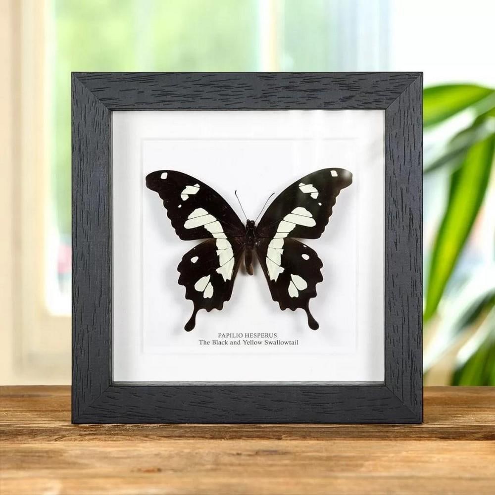 6" x 6" Framed Male "The Black & Yellow" Swallowtail - Papilio Hesperus: 6" x 6" Framed Male "The Black & Yellow" Swallowtail - Papilio Hesperus A stunning Black and Yellow Swallowtail in Box Frame Butterfly in a handmade wooden frame mounted on high-qu