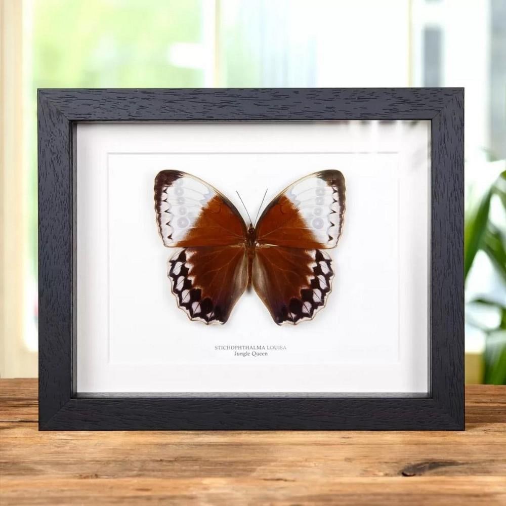 9" x 7" Framed Female "The Jungle Queen Butterfly - Stichophthalma Louisa: 9" x 7" Framed Female "The Jungle Queen Butterfly - Stichophthalma Louisa A beautiful Jungle Queen in a handmade wooden frame mounted on high-quality acid-free conservation board. The Lati