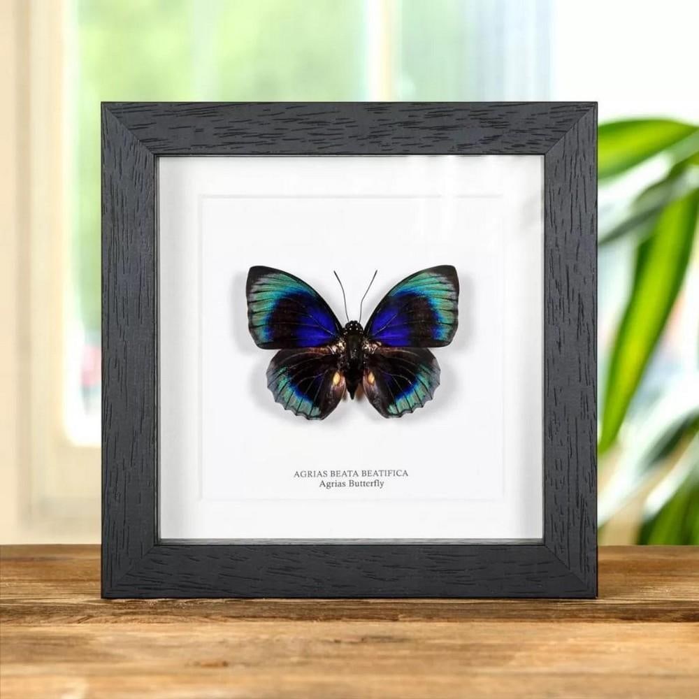 6" x 6" Framed Male Agrias Butterfly - Agrias Beata Beautica: 6" x 6" Framed Male Agrias Butterfly - Agrias Beata Beautica An Agrias Butterfly in a handmade wooden frame mounted on high-quality acid-free conservation board. The Latin and common names are