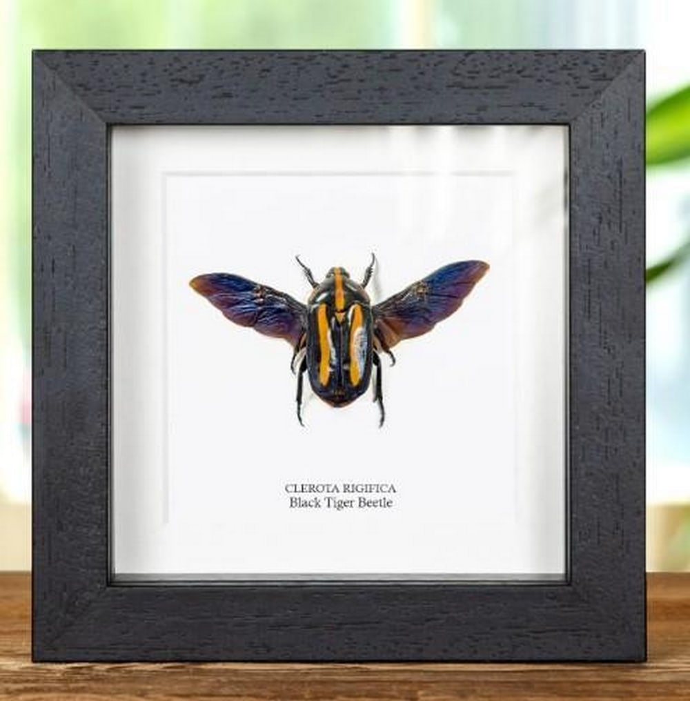 5" x 5" Clerota Rigifica Black Tiger Beetle in Box Frame: 5" x 5" Clerota Rigifica Black Tiger Beetle in Box Frame A Black Tiger beetle, beautifully displayed in a handcrafted wooden frame and mounted on premium acid-free conservation board. Both the
