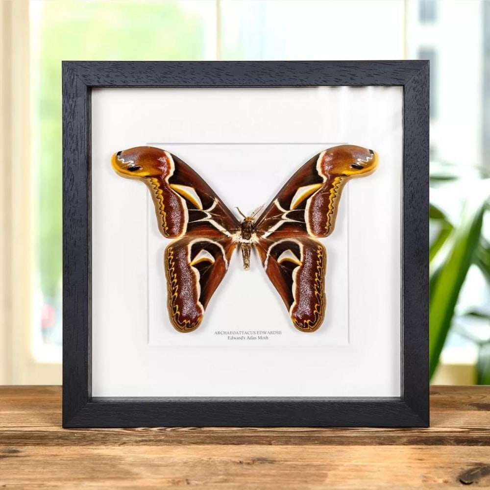 10" x 10" Edward's Atlas Moth Specimen - Archaeoattacus Edwardsii: 10" x 10" Edward's Atlas Moth Specimen - Archaeoattacus Edwardsii Archaeoattacus edwardsii in a handmade wooden frame mounted on high-quality acid-free conservation board. The Latin and co