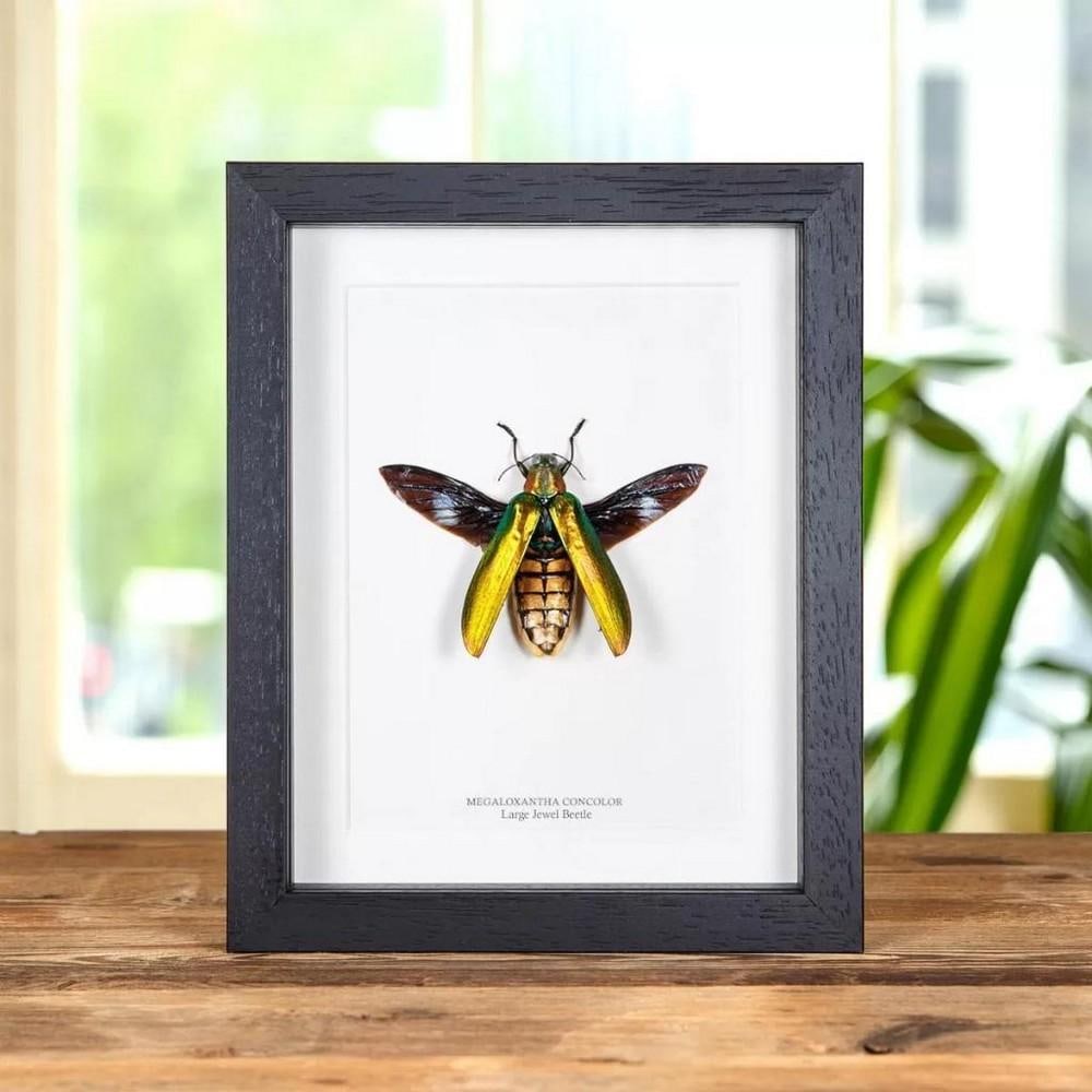 9" x 7" (Megaloxatha Concolor) Large Jewel Beetle in Wooden Box Frame: 9" x 7" (Megaloxatha Concolor) Large Jewel Beetle in Wooden Box Frame A Megaloxantha concolor specimen is showcased within a handcrafted wooden frame, delicately mounted on top-tier acid-free 