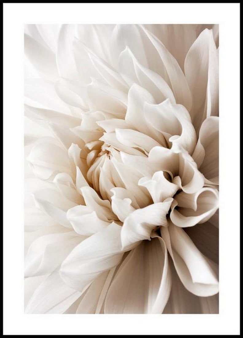 Dreamy White Dahlia Poster: Dreamy White Dahlia Poster A pretty photograph of a close-up white dahlia flower. The soft color and delicate petals make this print perfect for a romantic-style bedroom, especially paired together