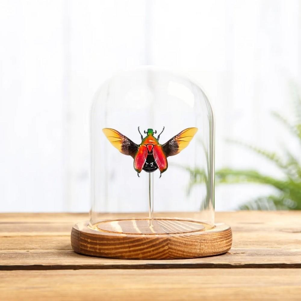 Torynorrhina flammea – Red Flower Beetle in Glass Dome with Wooden Base (1 of 1)