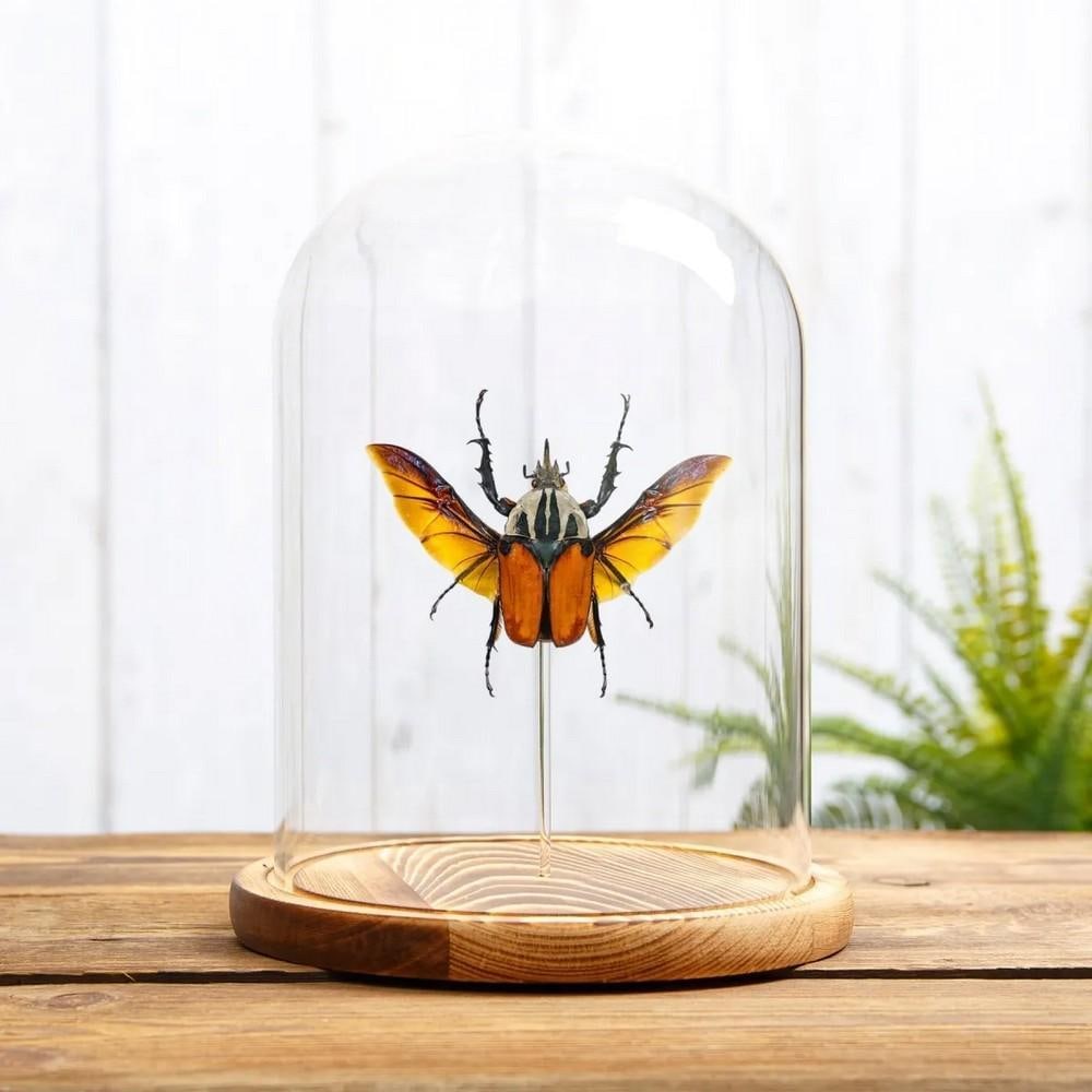 Mecynorrhina oberthuri – African Flower Beetle in Glass Dome with Wooden Base: Mecynorrhina oberthuri – African Flower Beetle in Glass Dome with Wooden Base An African Flower Beetle (Mecynorrhina oberthuri) displayed in a handmade wooden dome, mounted on clear acrylic rods to 