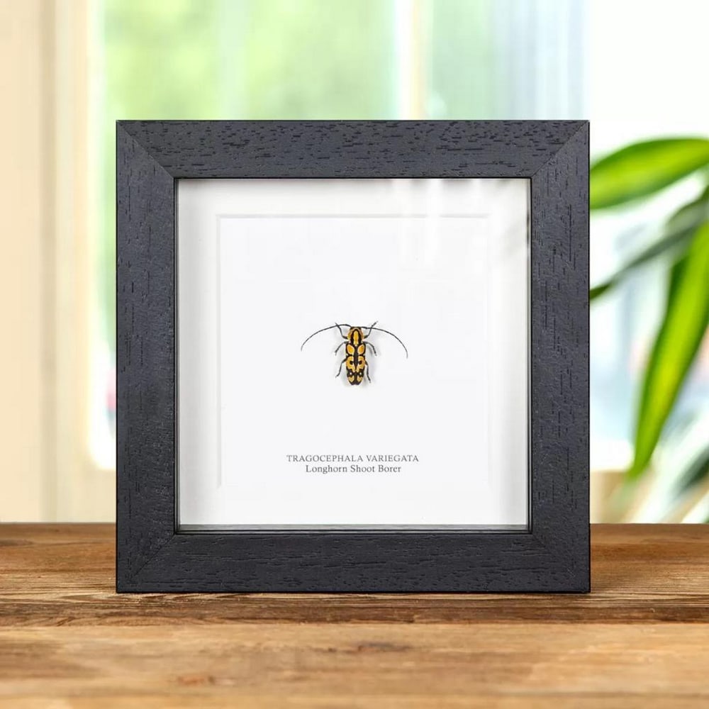 5" x 5" - (Tragocephala variegata) Longhorn Shoot Borer Beetle in Wooden Framed Box (1 of 1)