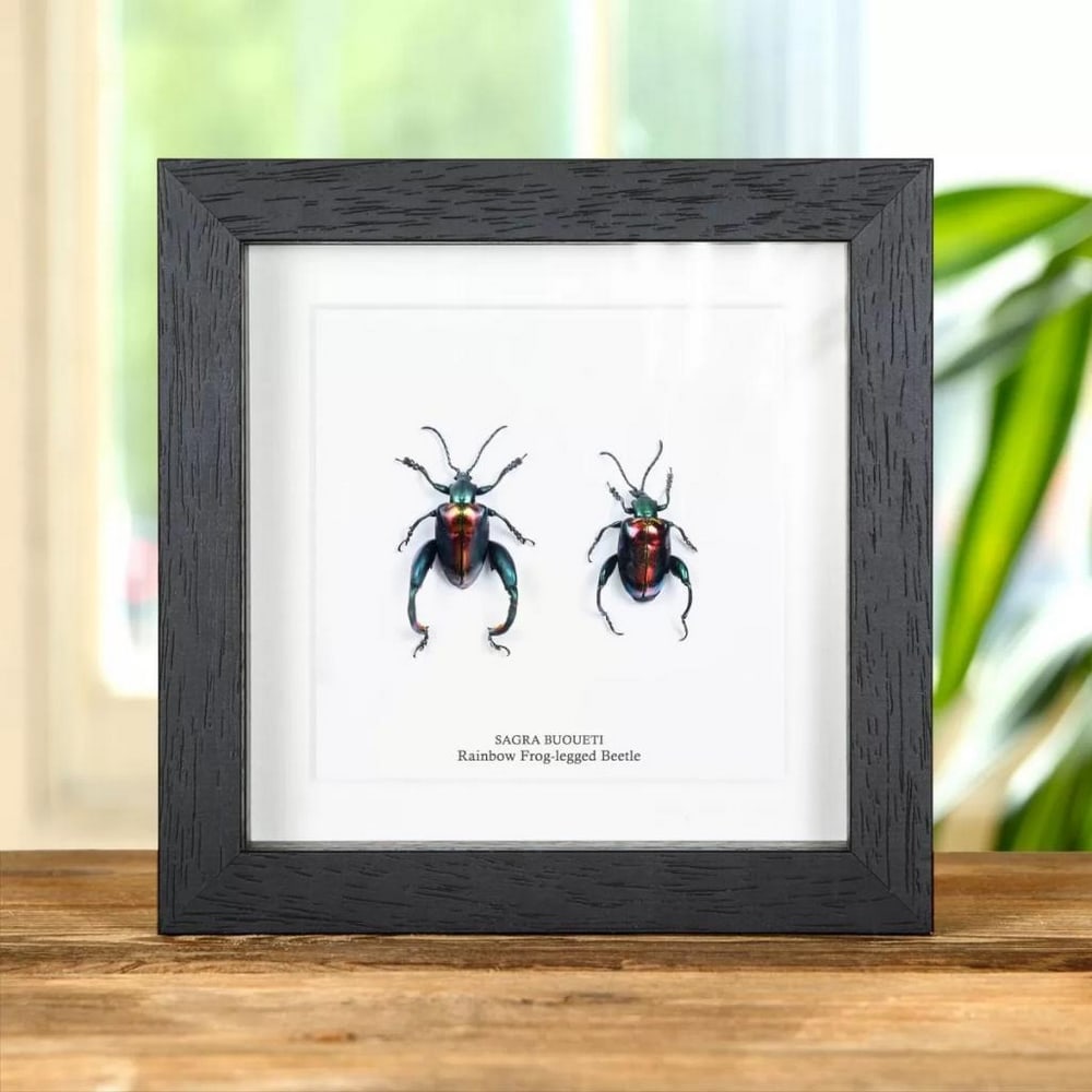 6" x 6" Rainbow Frog-Legged Beetles (Sagra buqueti) in Box Frame: 6" x 6" Rainbow Frog-Legged Beetles (Sagra buqueti) in Box Frame Sagra buqueti or also known as the Rainbow Frog-legged beetle is a beetle from the family Chrysomelidae. The Cocoons of this sp