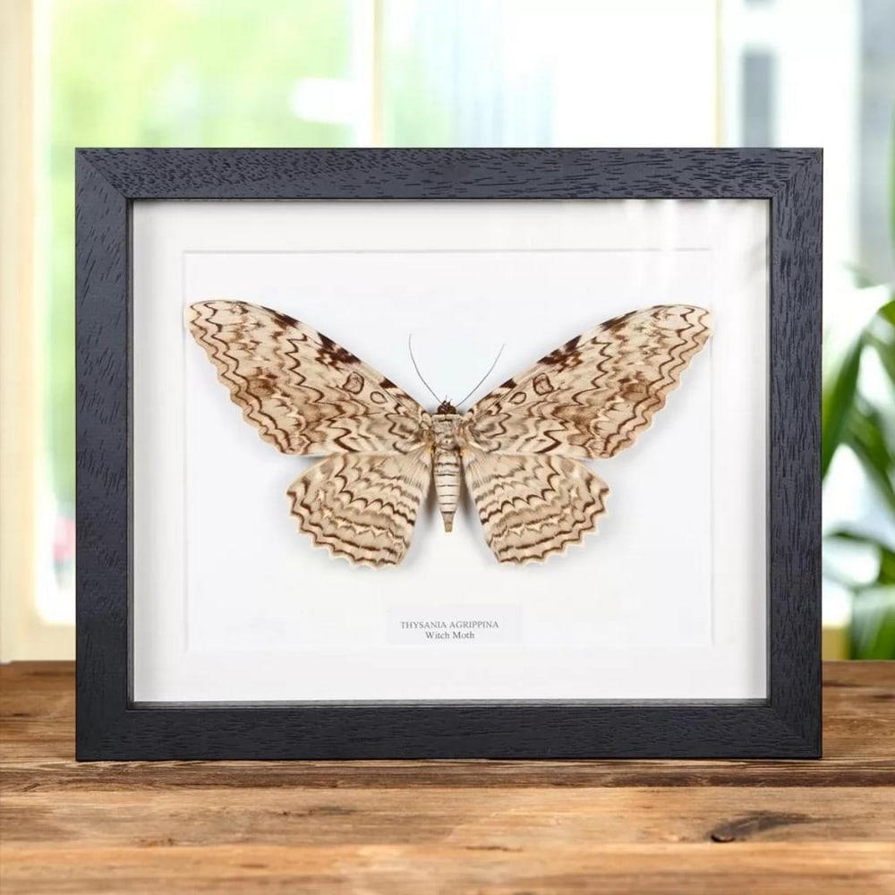 10" x 8" Witch Moth Specimen - Thysania Agrippina. (1 of 1)