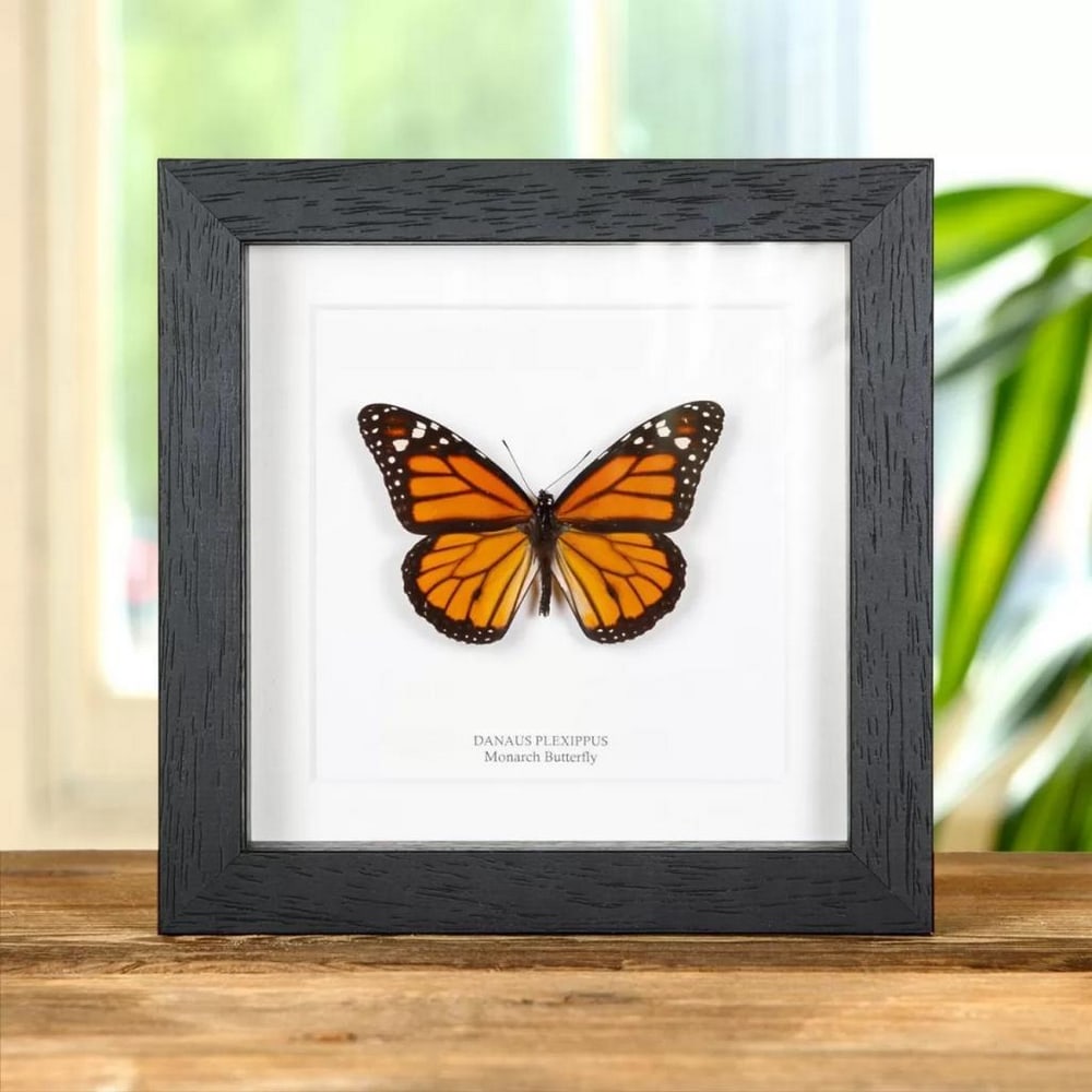 6" x 6" A+ Male Monarch Butterfly - Danaus Plexippus: 6" x 6" A+ Male Monarch Butterfly - Danaus Plexippus A stunning Monarch Butterfly in a handmade wooden frame mounted on high-quality acid-free conservation board. The Latin and common name